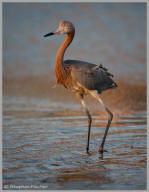 Reddish egret