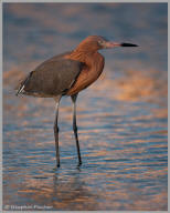 Reddish egret