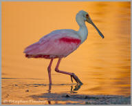 Roseatte spoonbill