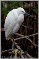 Snowy egret