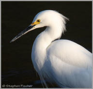 Snowy egret