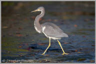 Tricolored Heron