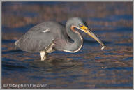 Tricolored Heron