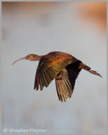 White-faced ibis