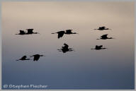 White-faced Ibis