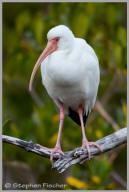 White Ibis