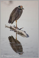 Yellow-crowned night heron