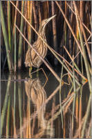 american bittern