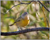 Nashville Warbler