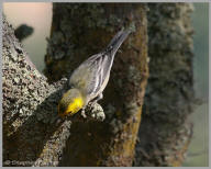 Townsend's Warbler