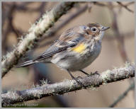 Yellow-rumped Warbler