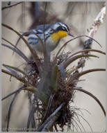 Yellow-throated Warbler