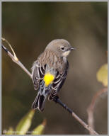 Yellow-rumped Warbler