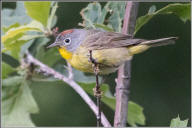 Nashville warbler