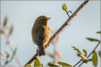 orange crowned warbler