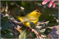 Wilson's warbler