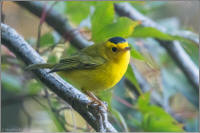 wilson's warbler