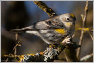 Yellow-rumped warbler