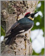 Acorn Woodpecker