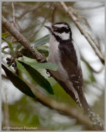 Downy Woodpecker