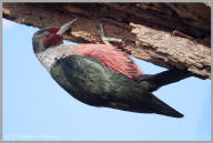 Lewis's Woodpecker