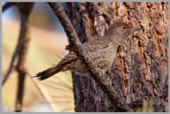 Northern Flicker