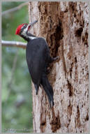 Pileated Woodpecker