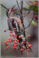 Yellow-bellied Sapsucker