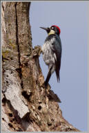 Acorn woodpecker