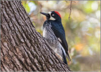 acorn woodpecker