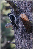 hairy woodpecker