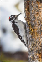 hairy woodpecker