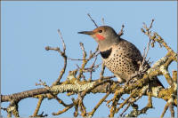 northern flicker