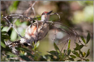 Red-bellied woodpecker