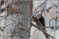 white-headed woodpecker