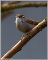 Bewick's wren