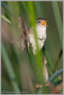 Marsh Wren