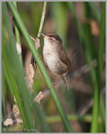 Marsh Wren