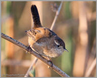 Marsh Wren