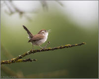 bewick's wren