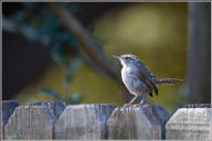 Bewick's wren