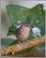 House wren