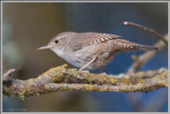 House wren