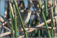 Marsh wren