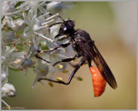 Beneficial wasp