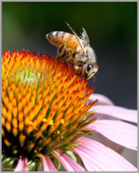 Covered in pollen