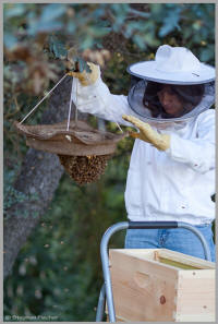 Mojgan transferring bees from a lure