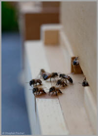 Guard bees
