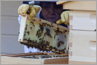 Hive frame inspection