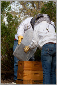 Moving the bees to the hive